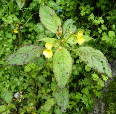Impatiens desmantha