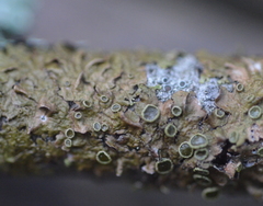 Melanohalea olivacea