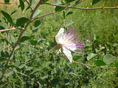 Capparis