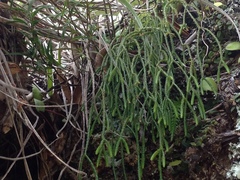 Phlegmariurus billardierei