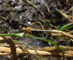 Platycnemis dealbata