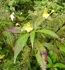 Impatiens racemosa