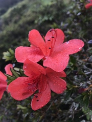 Rhododendron longiperulatum