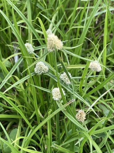 Cyperus richardii, photograph 2