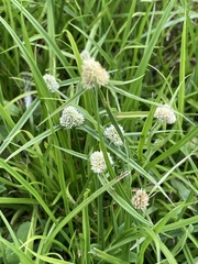 Cyperus richardii, photograph author not stated, no rights reserved