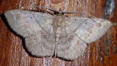 Petelia medardaria