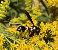 Zethus spinipes variegatus