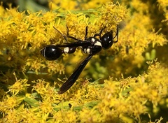 Zethus spinipes variegatus