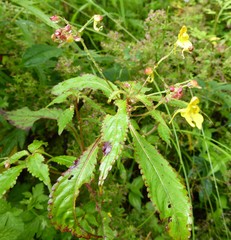 Impatiens racemosa