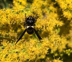 Zethus spinipes variegatus