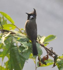 Pycnonotus leucogenys