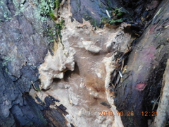 Phellinus laevigatus