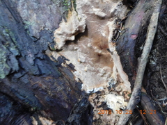 Phellinus laevigatus