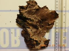 Phellinus laevigatus