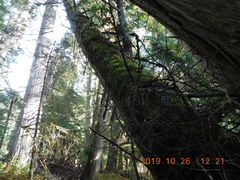 Phellinus laevigatus