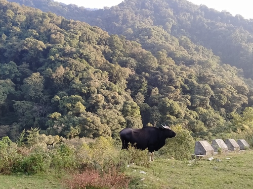 Domestic Gaur