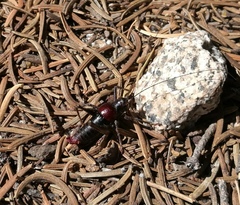 Phymonotus jacintotopos