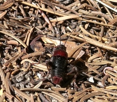 Phymonotus jacintotopos