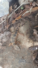 Xenosaurus platyceps