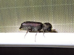 Amphicerus bicaudatus