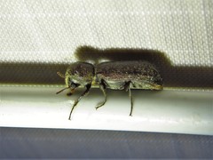 Amphicerus bicaudatus