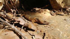 Xenosaurus platyceps