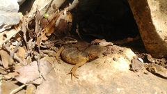 Xenosaurus platyceps