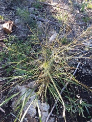 Digitaria cognata