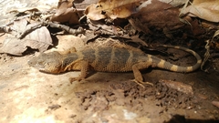 Xenosaurus platyceps