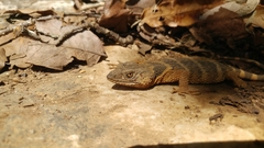 Xenosaurus platyceps