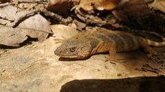 Xenosaurus platyceps