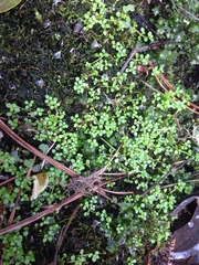 Callitriche muelleri