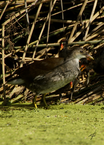Common Gallinule, photo 7 of 8
