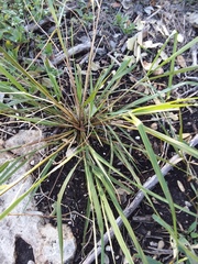 Digitaria cognata
