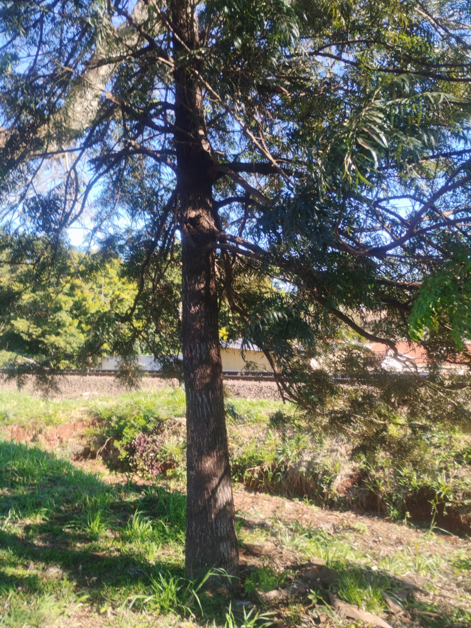 Grevillea robusta