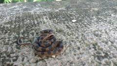 Leptodeira splendida splendida