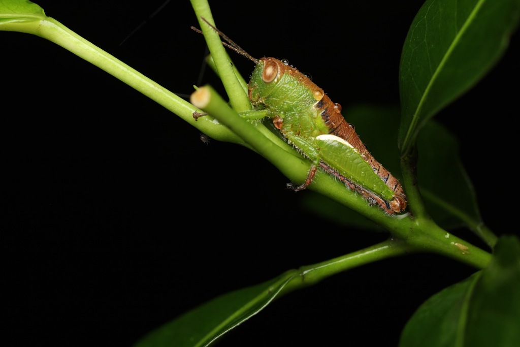 Eliya pedestris