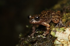 Bigfoot Shrub Frog photo 3