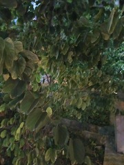 Bauhinia × blakeana