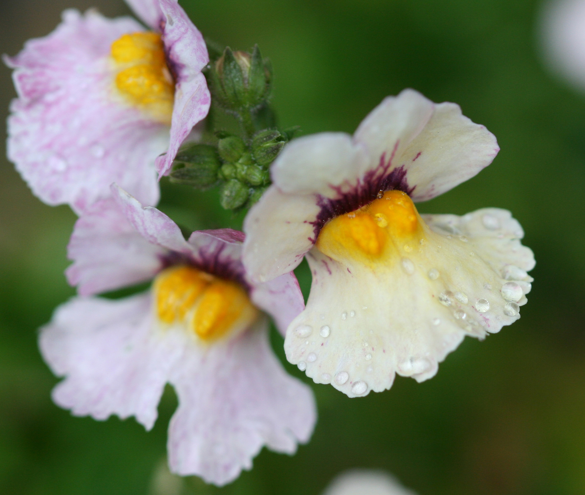 Nemesia