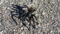 Aphonopelma madera