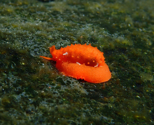 Cribrarula esontropia observed 2023-12-06