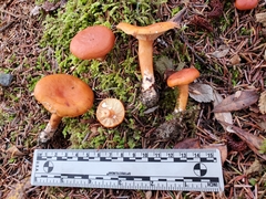 Lactarius luculentus