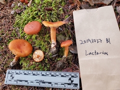 Lactarius luculentus