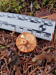 Lactarius luculentus
