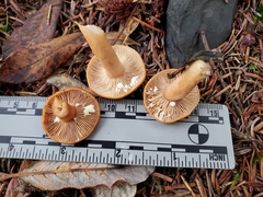 Lactarius luculentus
