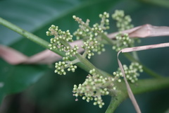 Melicope semecarpifolia