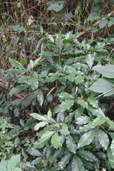 Melicope semecarpifolia