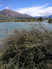 Muehlenbeckia australis