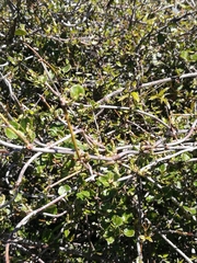 Muehlenbeckia australis